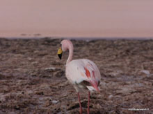 Flamingo - Chili